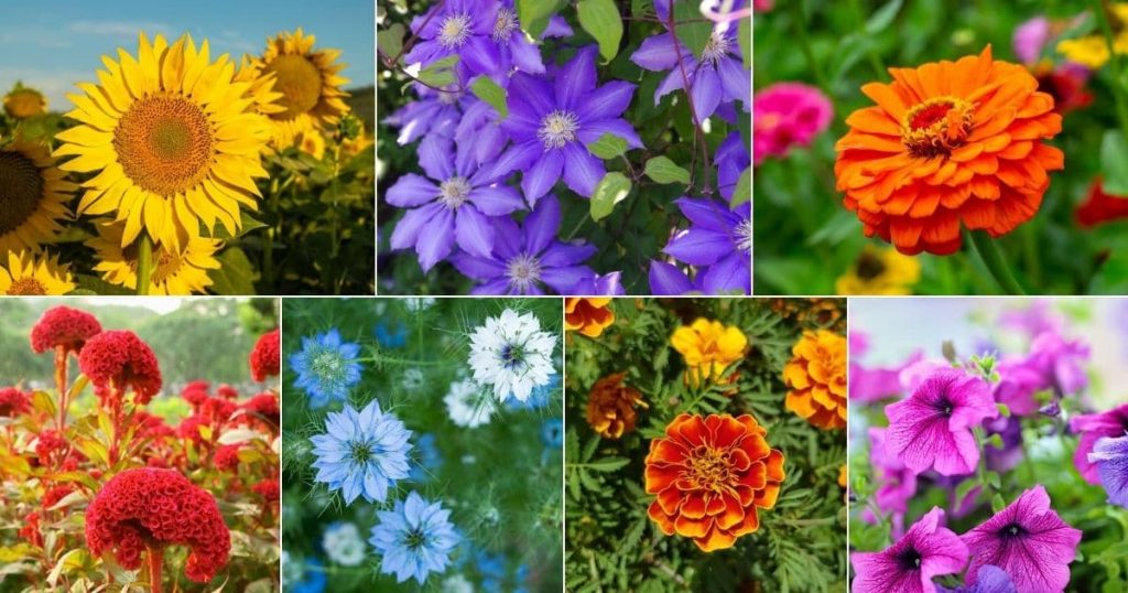 The Best Plants For Summer