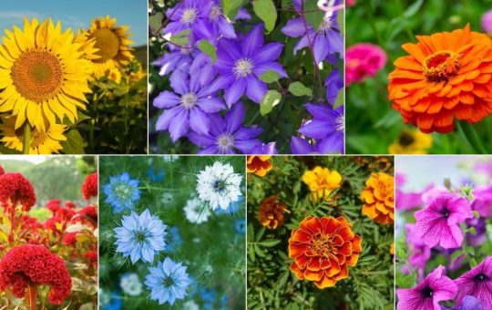 The Best Plants For Summer