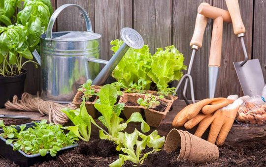 Vegetable Gardening For Beginners