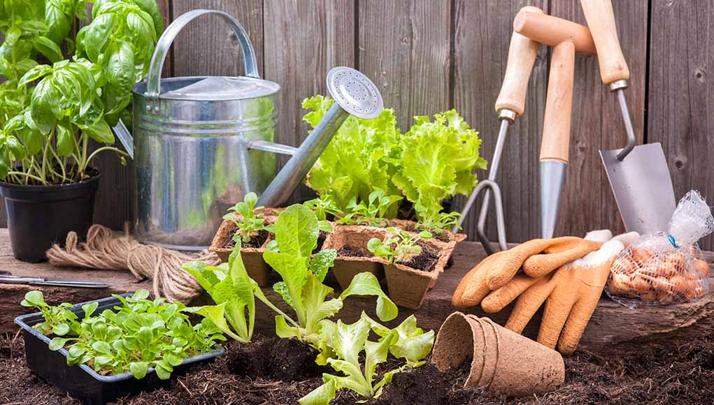 Vegetable Gardening For Beginners